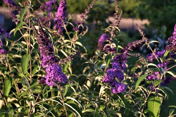 Kwiat budleja davida 