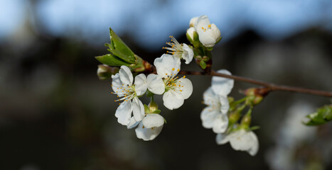 Cherry blossom. White flowers of a fruit tree close-up.