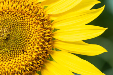 Sunflower. Beautiful sunflowers blooming on the field. Growing yellow flowers