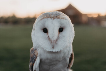 A woman in her twenties posing for a portrait with an owl in a forest