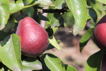 Brown pear on the tree in clear weather, pear harvest.