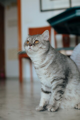 Scottish Straight. Adorable portrait of a grey cat.