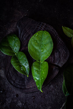 Kaffir Lime Leaves
