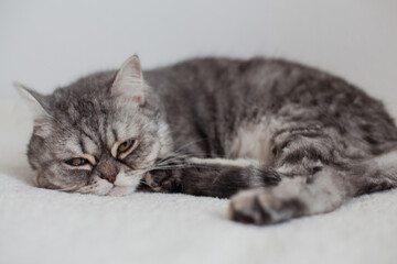 Fototapeta na wymiar Scottish Straight. Adorable grey cat on white background.