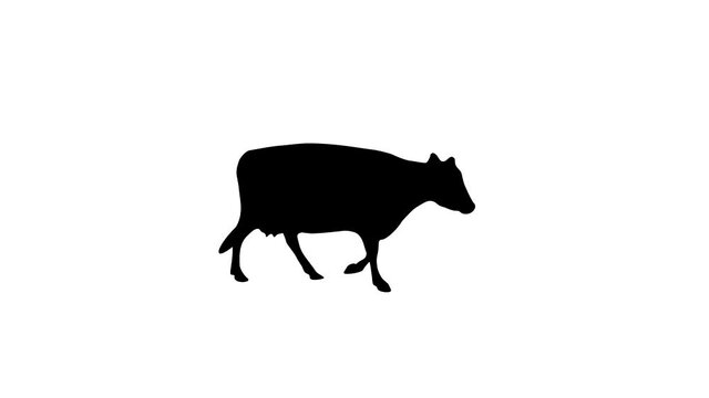 Silhouette of the walking caw, animation on the white background