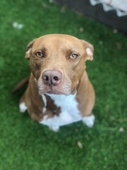 portrait of a dog
