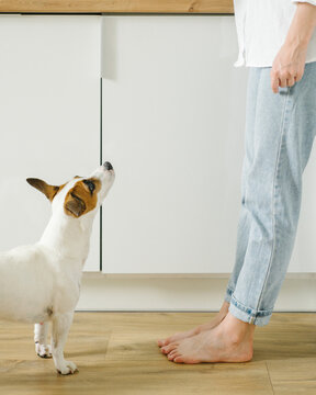 Adorable cute dog looking at her owner to ask something