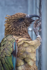 Vogel