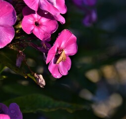 Owady na kwiatach  © merko