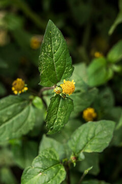 Acmella oleracea - Electric flower