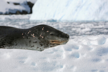 Leopard seal (Hydrurga leptonyx), the second largest species of seal in the Antarctic, placidly sleeping on an iceberg at Paradise Bay, Antarctic Peninsula.