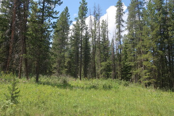 Thick woods and trees
