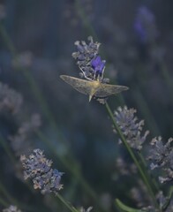 Nocny motyl ćma 