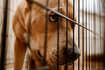 Homeless dog behind bars in an animal shelter