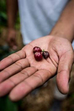 Holding fresh picked coffee beans