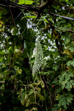 Karela - Wild asian cucumber