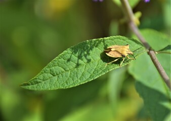 Owady na kwiatach  © merko