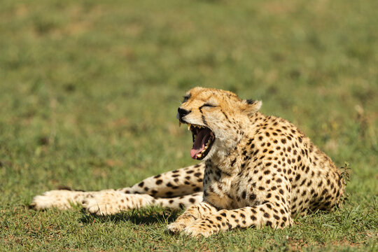 Cheetah chilling out after a good meal