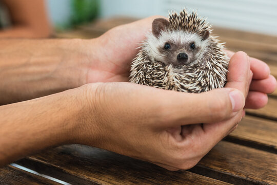 african hedgehog looking at camera