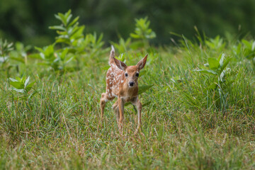 Baby White-Tailed Deer fawn walks through tall grass field with Milkweed on a summer afternoon center for copy space
