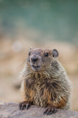 Adorable young Groundhog (Marmota Monax) closeup looking straight in soft beatiful light