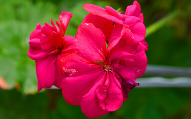 Fototapeta premium red flower in garden