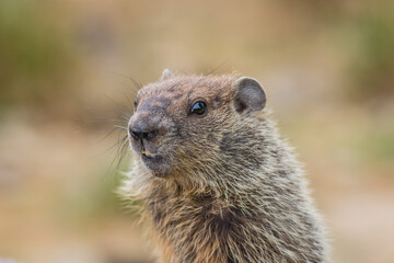 Naklejka na ściany i meble Adorable young Groundhog (Marmota Monax) closeup looking at angle in soft beatiful light