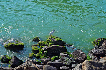 Heron fishing on rocks