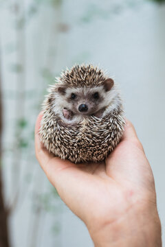 african hedgehog looking at camera
