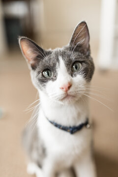 Portrait of young cat