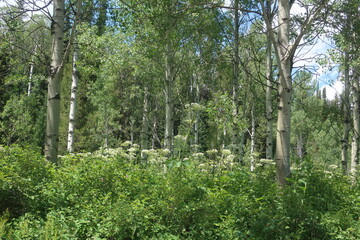 Fototapeta premium Thick woods and trees