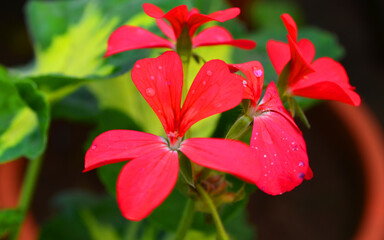 red and yellow flower