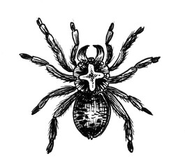 Big spider with a cross. Ink black and white drawing
