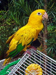 Golden conure (Guaruba guarouba)