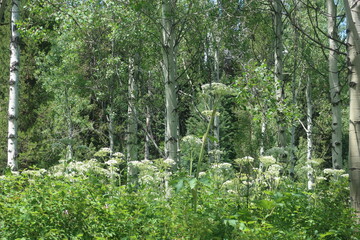 Thick woods and trees