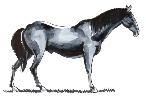 Standing black horse. Ink and watercolor drawing