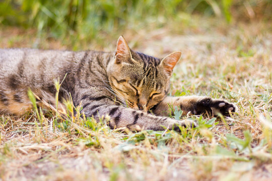 cat sleeping on the grass