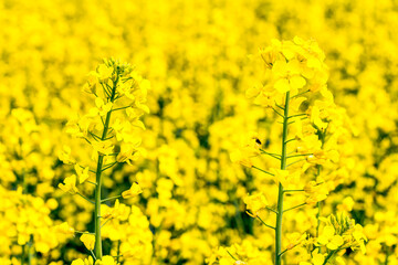Obraz premium Blühendes Rapsfeld im Frühling