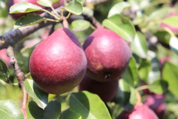 Brown pear on the tree in clear weather, pear harvest.