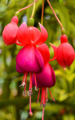 red and white flower