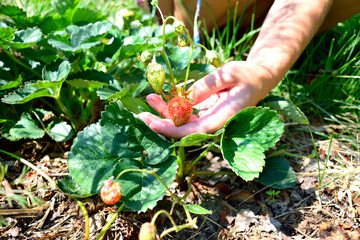 strawberry in hand, harvesting, close-up