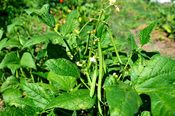 Bean bush with flowers and pods, close up