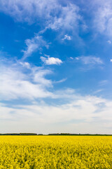 Bl&uuml;hendes Rapsfeld im Fr&uuml;hling