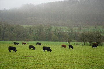 cows grazing in a field