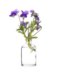 Naklejka na ściany i meble Wild pansy (three faces in a hood or love-in-idleness) in a glass vessel on a white background