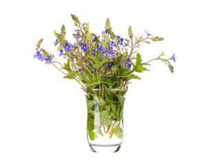 Bird's-eye speedwell (cat's eyes) in a glass vessel on a white background