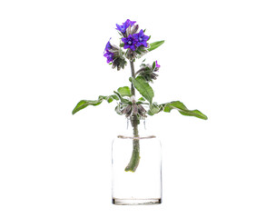 Anchusa officinalis (common bugloss or alkanet) in a glass vessel on a white background