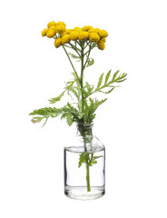 Tanacetum (tansies) in a glass vessel on a white background