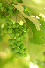 green grapes on vine