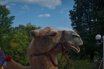 Camel portrait against a background of trees and blue sky close-up.